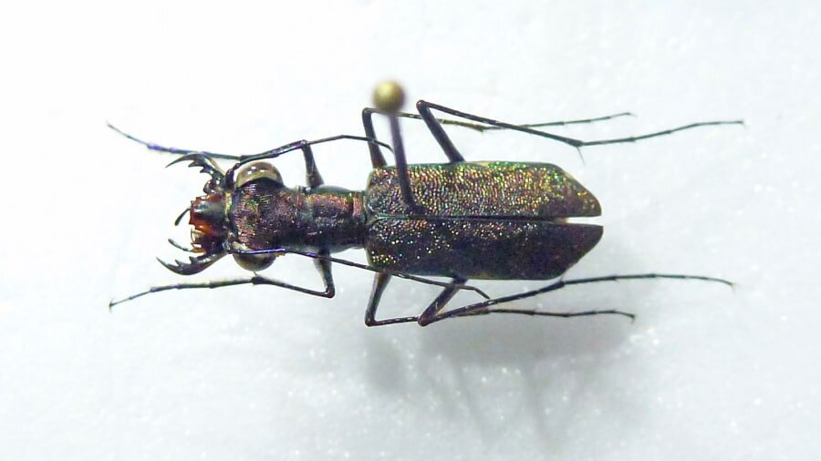 Тигровый жук