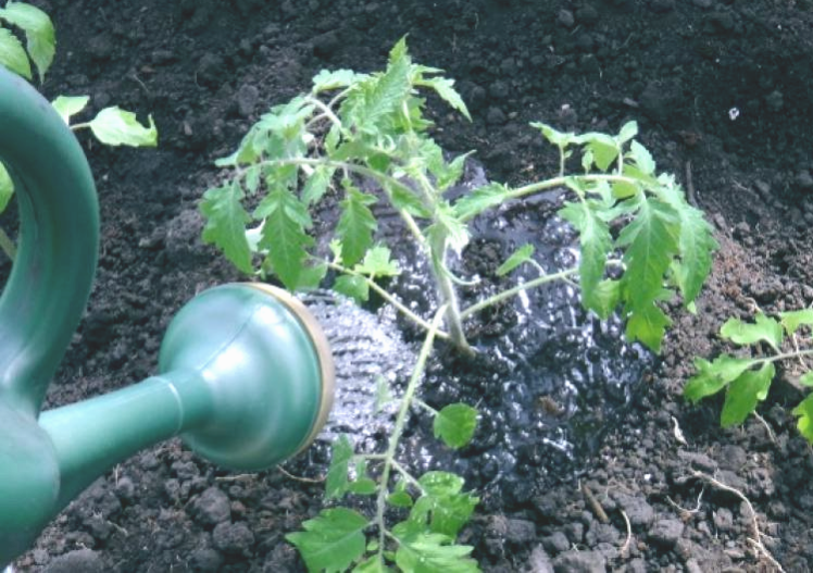 Помидоры в огороде. Капельный полив томатов в теплице. Полив помидоров в парнике как часто. Полив томатов. Полив помидор в теплице.