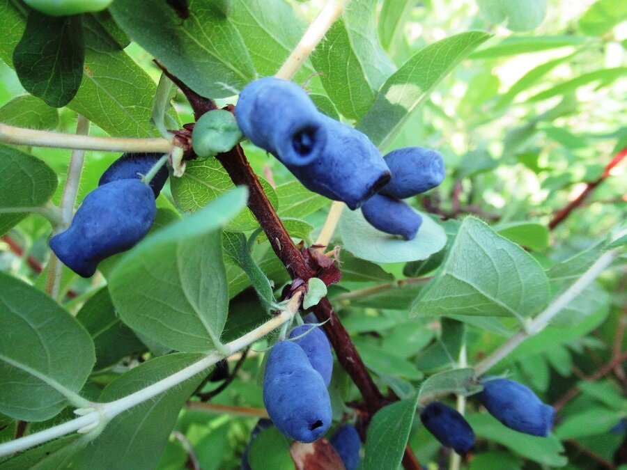 ягоды жимолости фото автора