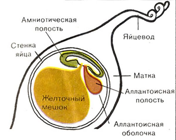 Яйца в матке. Желточный мешок. Эмбрион и желточный мешок. Желточный мешок формируется. Эмбриональный желточный мешок.