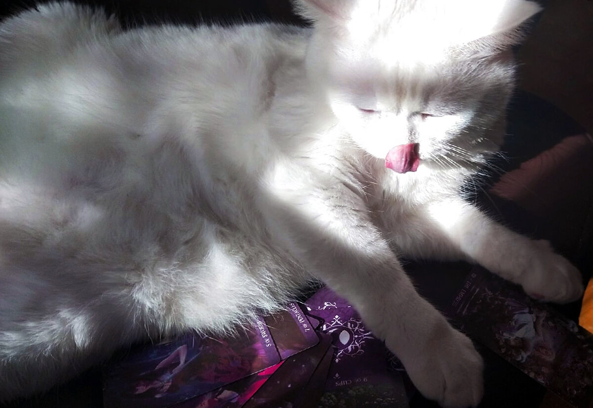 Белый кот-таролог и карты Таро Ночи. Фото автора