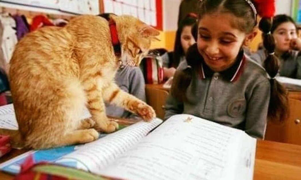 Томбо учится