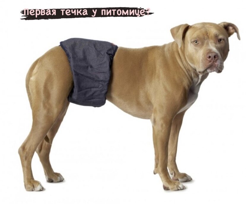 Первая течка у питомице?