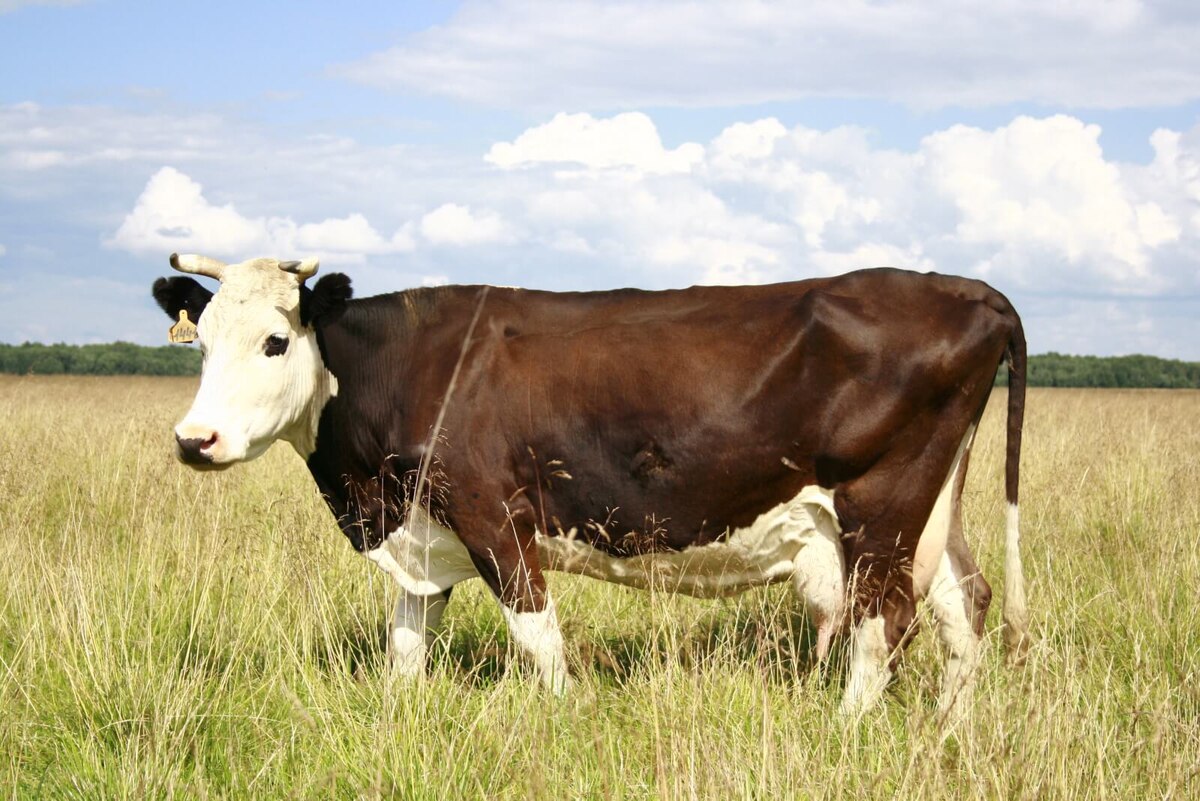 Костромская порода коров – яркий представитель крупного рогатого скота, выведенного в России.