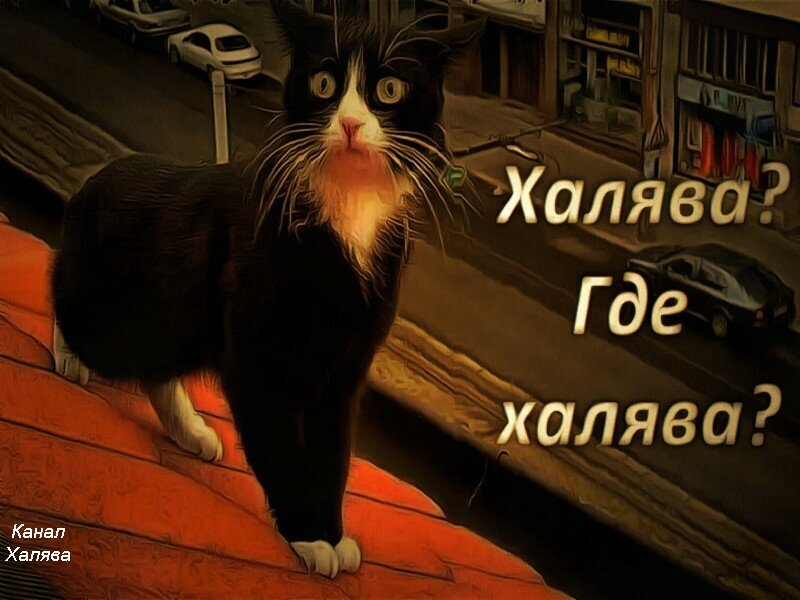 Фото скачать с яндекс картинки 