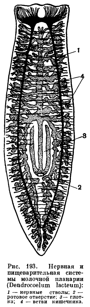 Белая планария: тип червей, строение, образ жизни