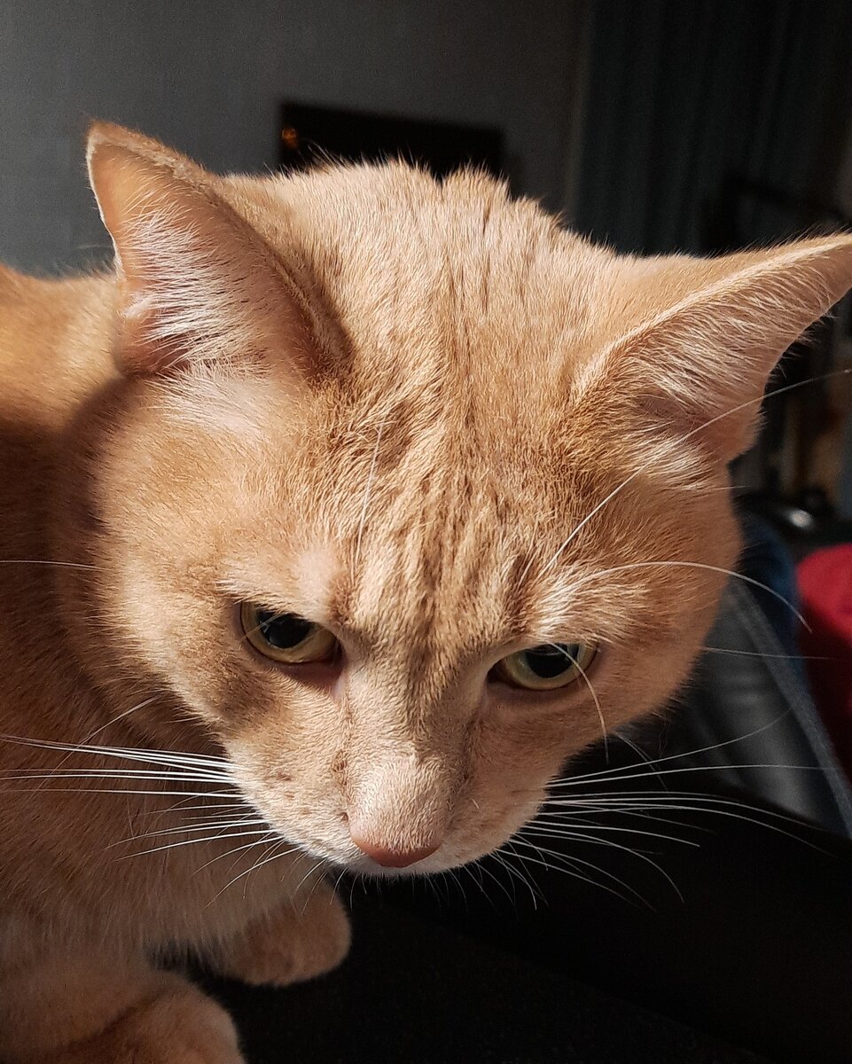 Когда тиграм мяса не докладывают... | Записки о Скизи | Дзен