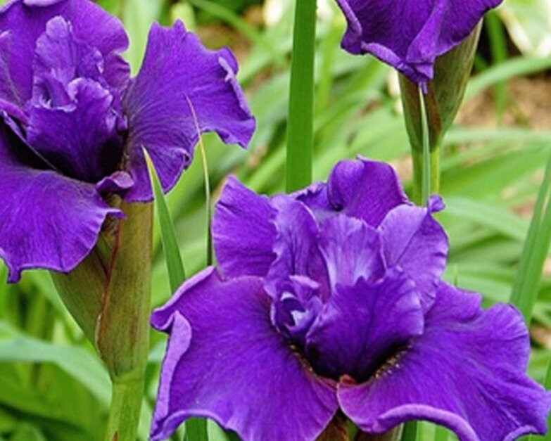 Ирис сибирский