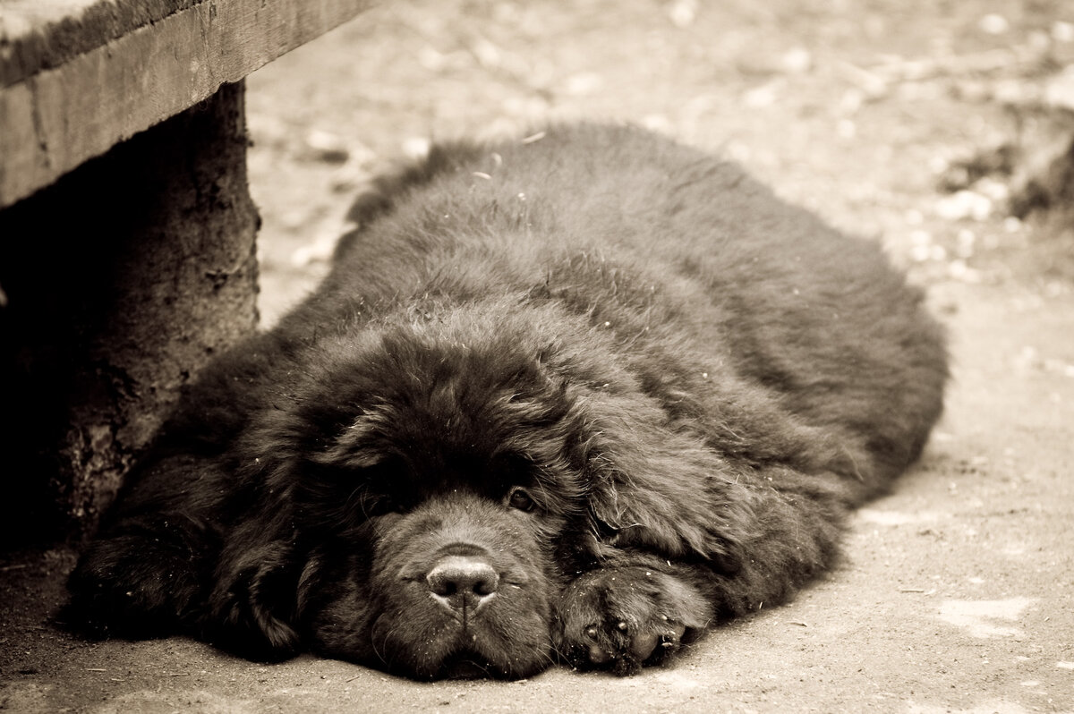 Щенок ньюфаундленда (Фото: https://www.flickr.com/photos/chupakka/2413513199/)