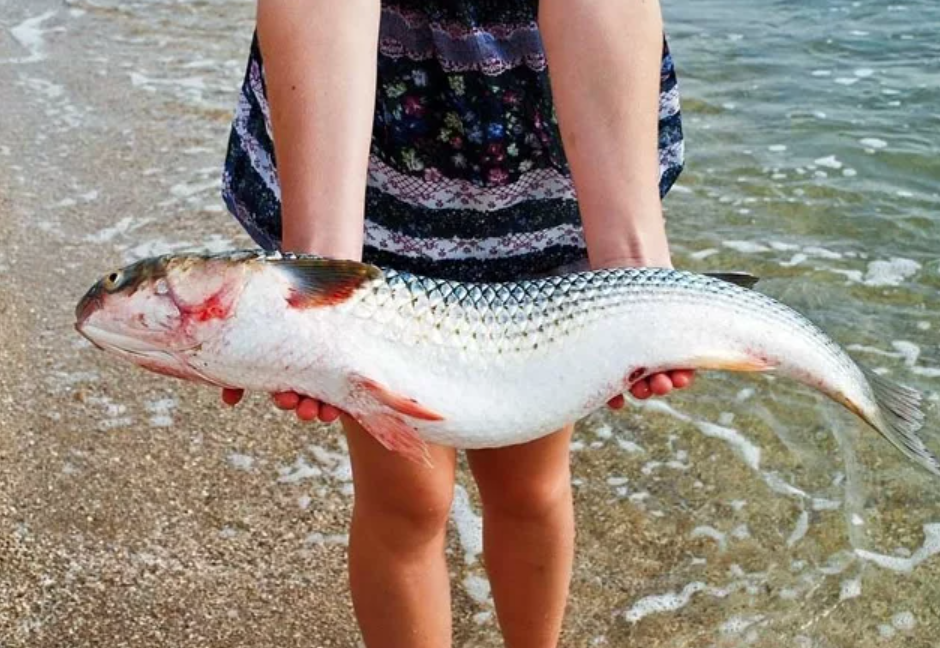 Пеленгас какая рыба. Рыба Азовского моря пеленгас. Черноморская рыба пеленгас. Пеленгас в Азовском море. Пеленгас большой Черноморский.