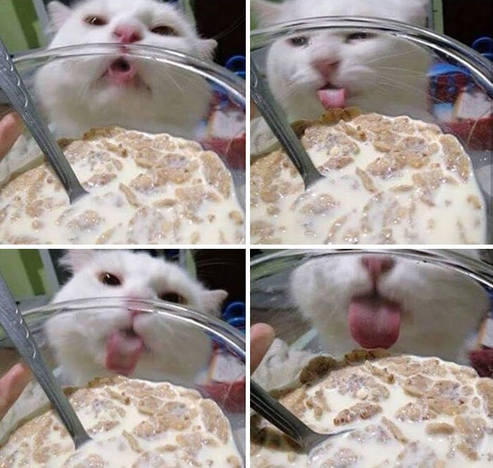 Источник: https://www.reddit.com/r/therewasanattempt/comments/l38oij/to_drink_the_milk/