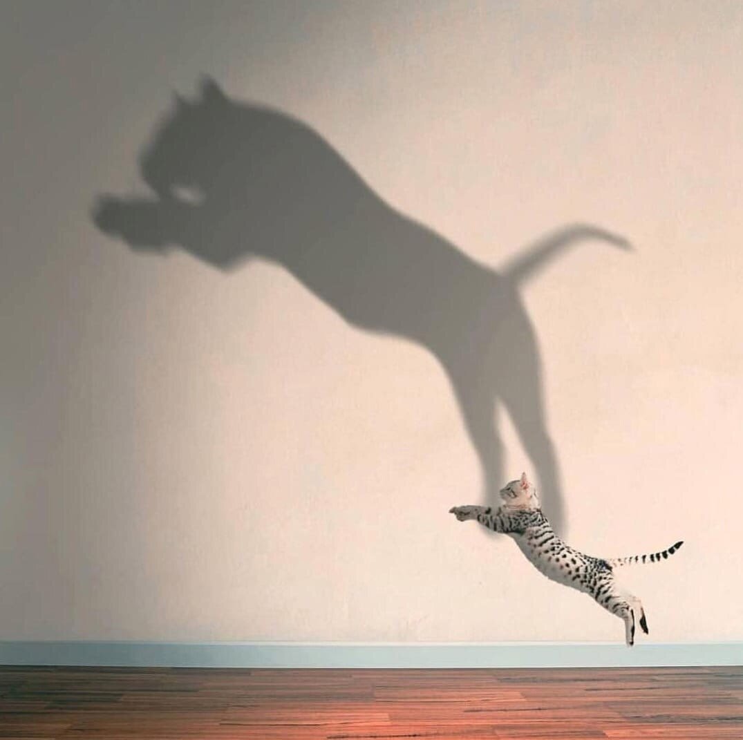 прыгающий котик в душе очень большой