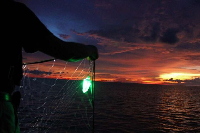 Сеть со светодиодной подсветкой