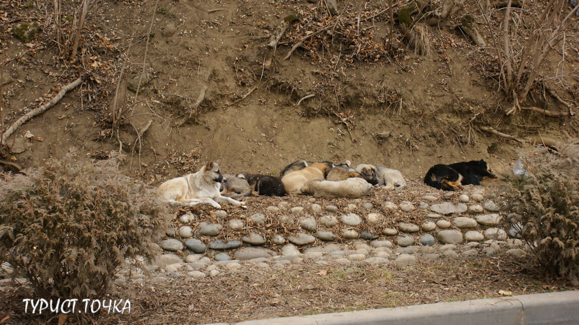Бездомных собак в Кисловодском парке очень много