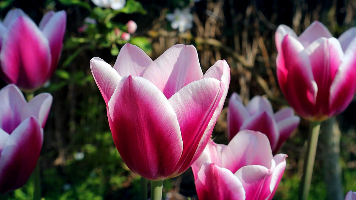 Выращивание тюльпанов это и красота, и удовольствие!