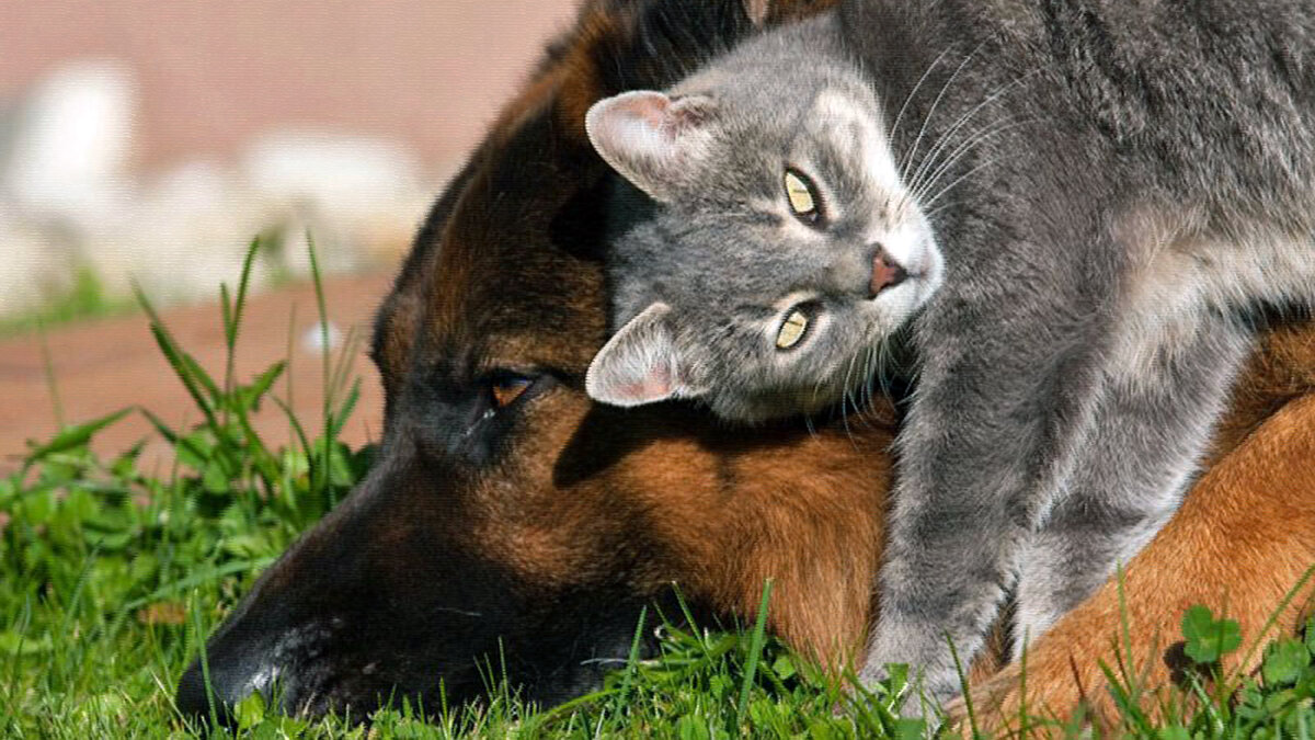 источник фото: lugaland.com