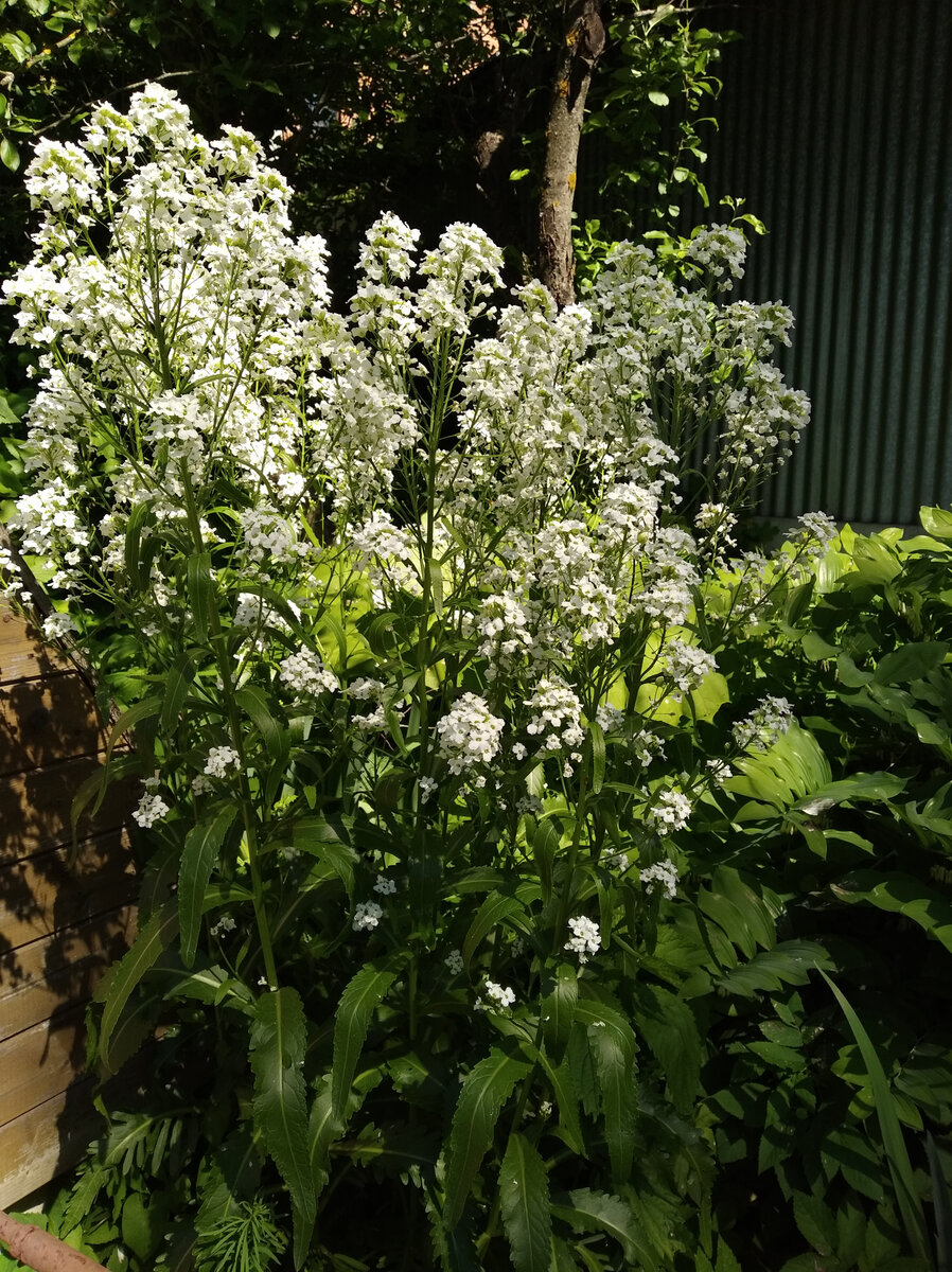 Вот такие красивые ажурные цветы. Фото из личного архива. 