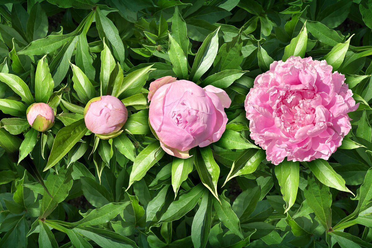     Когда делить пионы и что понадобится для пересадки? Составили удобный чек-лист