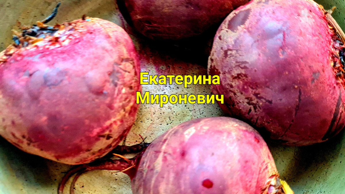 Из отварной свёклы можно приготовить много вкусных блюд. Одно из таких блюд- свекольная икра. Чтобы свёклу легко почистить, можно, слив горячую воду, залить её на 5 минут холодной водой, но "молодая" свёкла легко чистится и без этого.