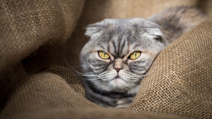 фото из открытого доступа.