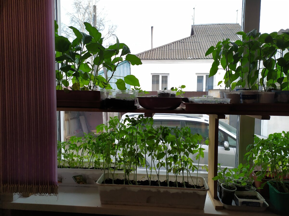 Сейчас мои окна выглядят так: рассада в два этажа.