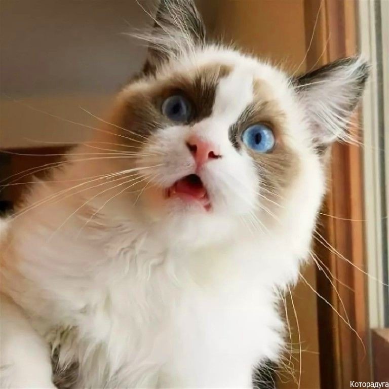 Источник: pinterest.com