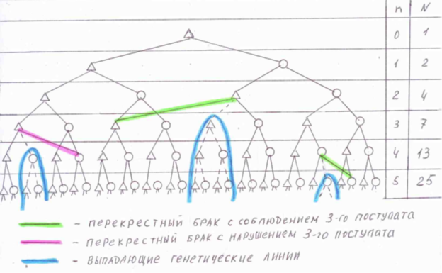 Рисунок 2. Схема влияния «перекрестных браков» на количество прямых предков в предыдущих поколениях.