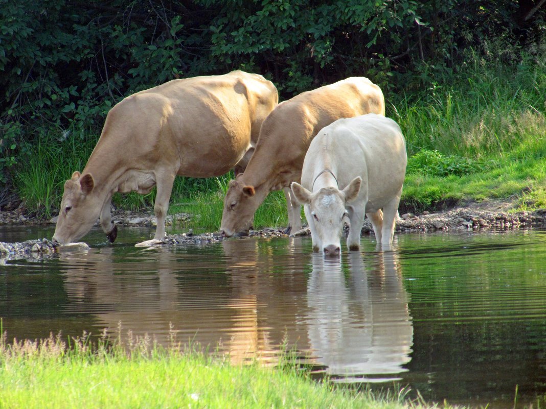 Животные пьют воду