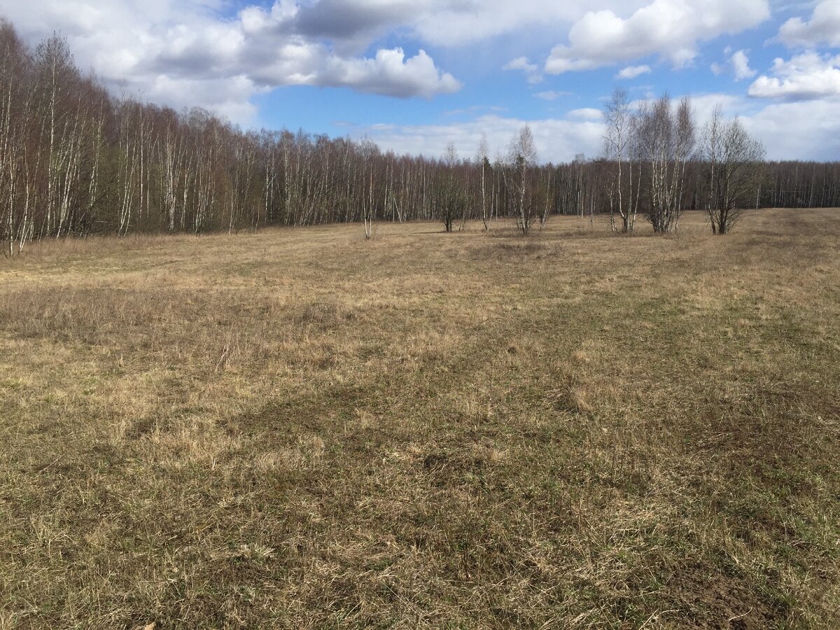 Вид на наш кусок леса