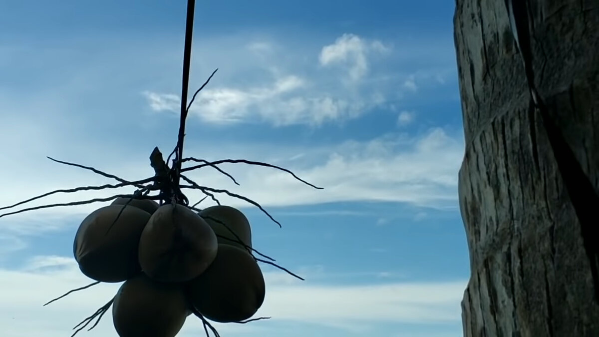 Зелёный кокос для питья