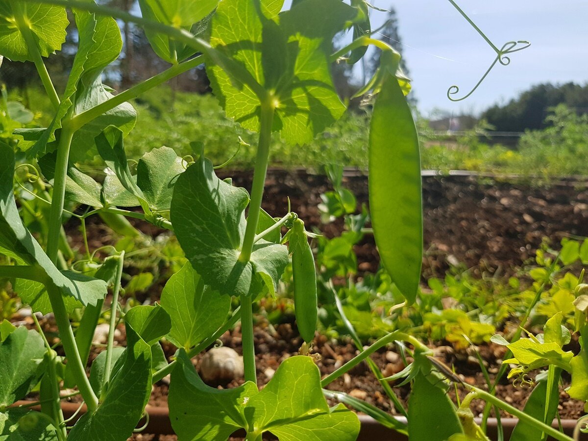 Горох на даче. Горох куст. Лист гороха. Горох в огороде.