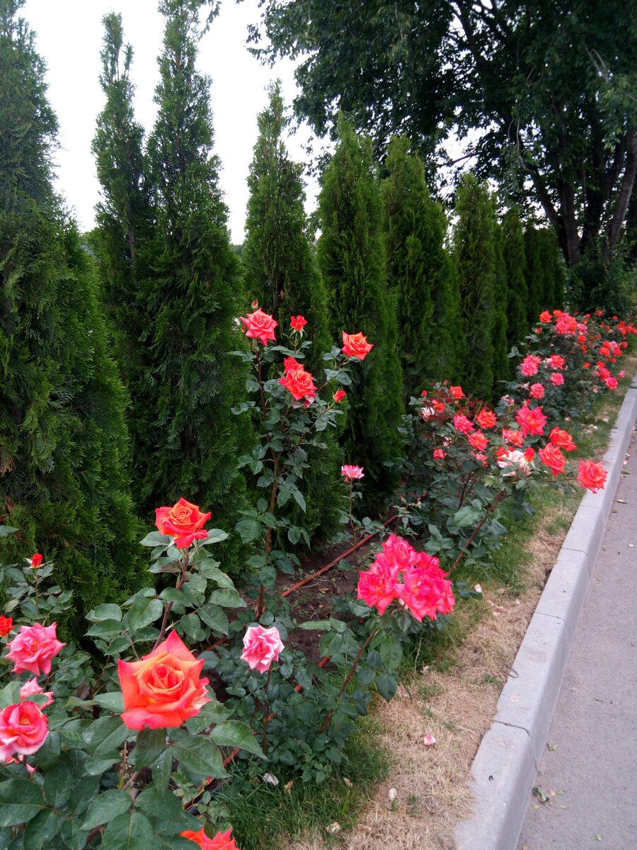 Очень красиво сочетается туя и роза. Это вид с внутренней стороны барьера.