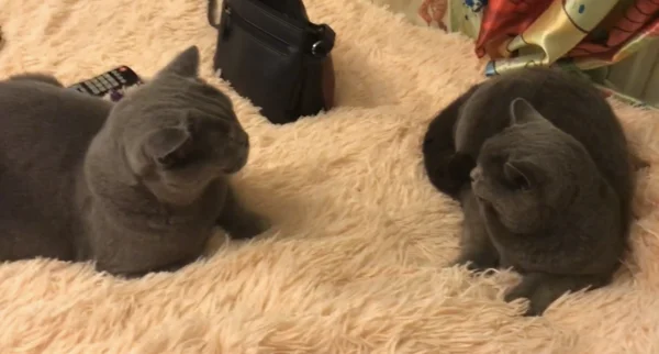 Винни и Барта, кто есть кто?