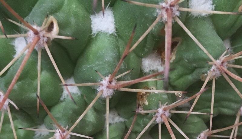 Эхеверия мучнистый червец. Мучнистый червец на кактусах. Паутинный клещ на кактусах. Белая плесень на кактусе. Кактус в белой паутине.