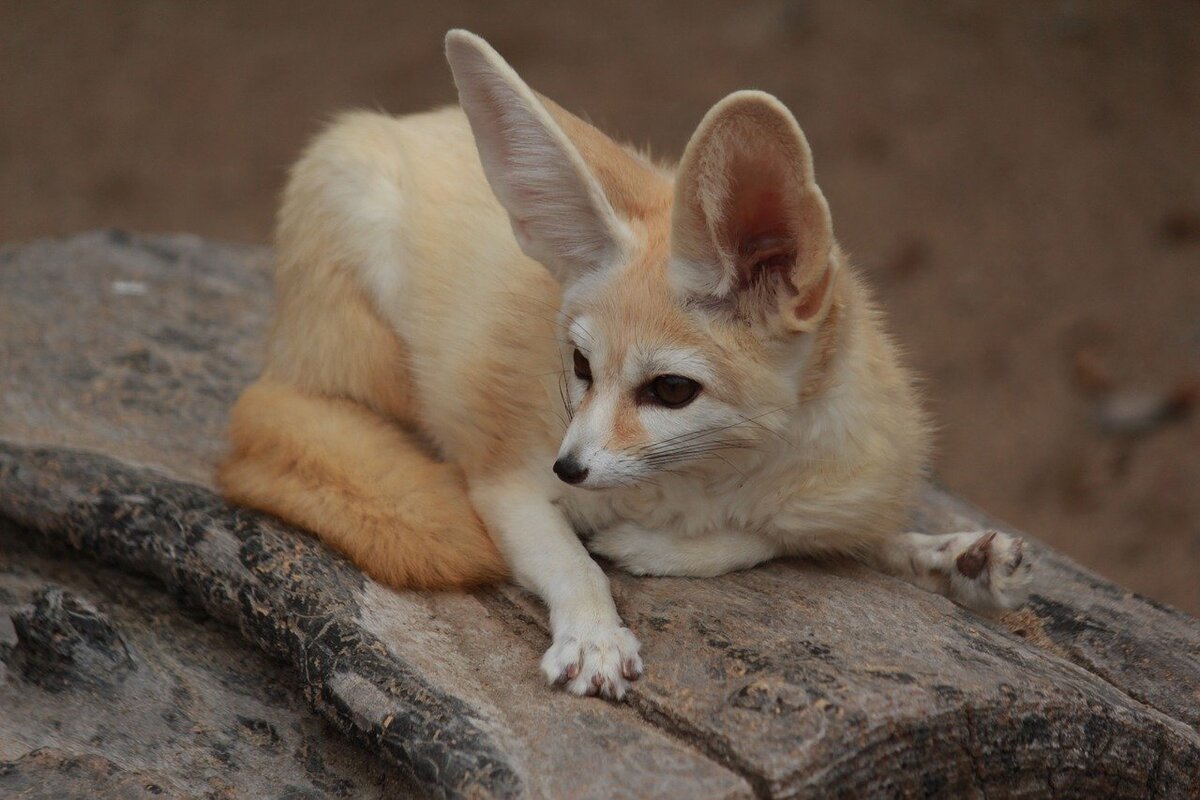 https://cdn.pixabay.com/photo/2017/06/26/16/20/desert-fox-2444230_1280.jpg