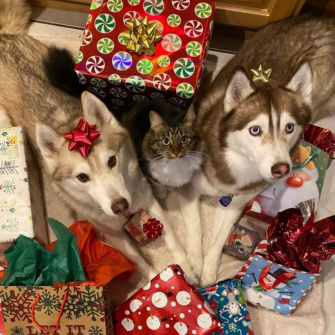 Фото: Instagram @lilothehusky