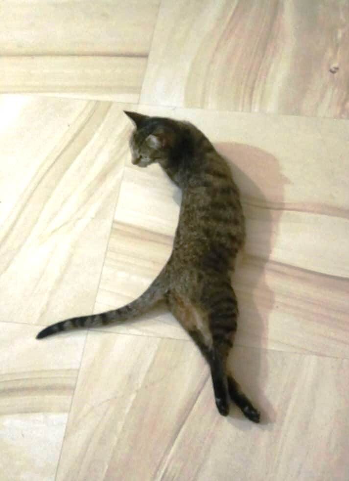 Хороша, совершенна - это неоспоримый факт! 