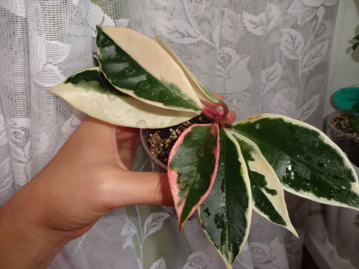 Хойя, фото автора, листайте дальше...