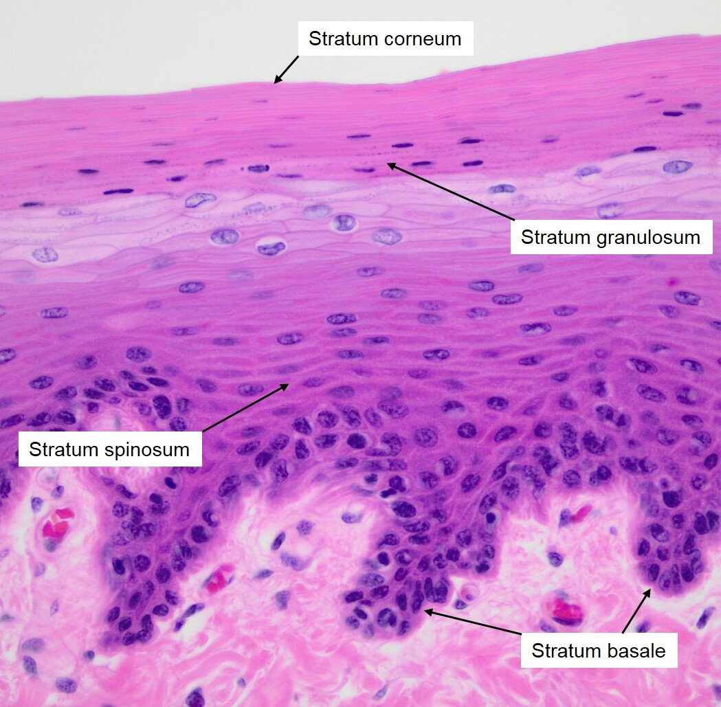 Кожа гистология. Эпидермис гистология препарат. Роговой слой эпидермиса гистология. Строение дермы гистология.