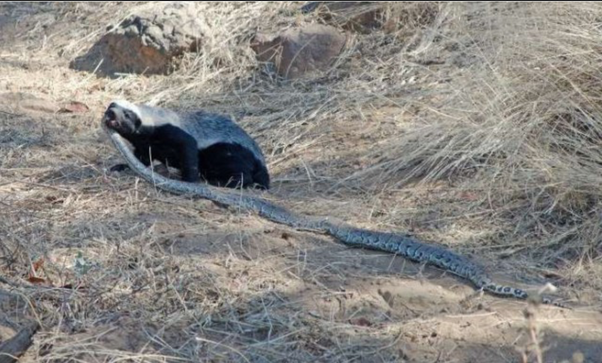 куда пополз?