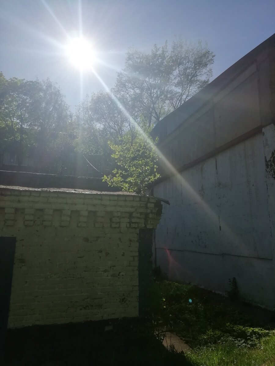 Куст на крыше одноэтажного здания