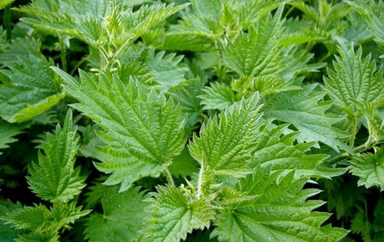 Крапива двудомная