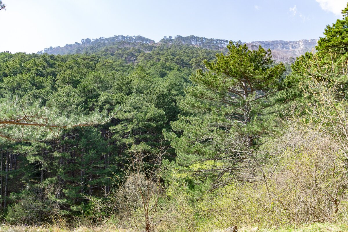 1.  Сосны, кромка яйлы и склон Лапатинского отрога через пару минут ходьбы после верхнего брода через Дерекойку.