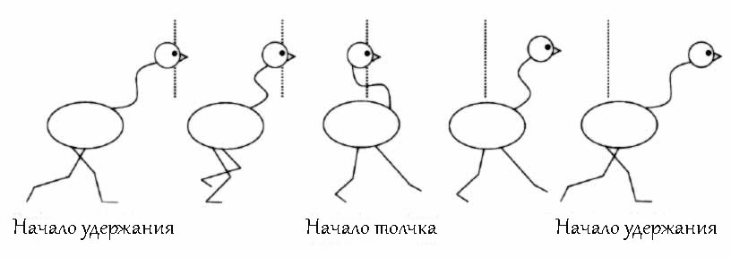 Схема движения голубя при ходьбе.