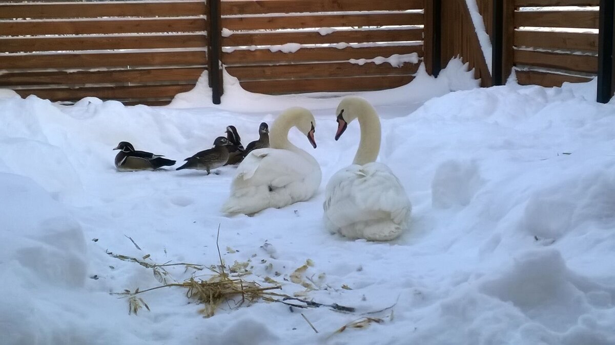 Первая зима: лебеди встретили Новый 2016 год в Дарьино!