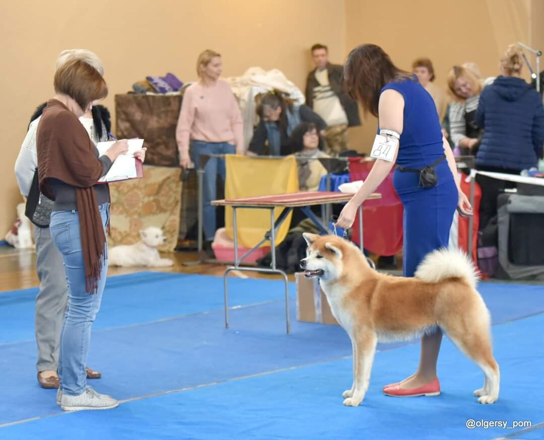 Акита, сука. Фото автора