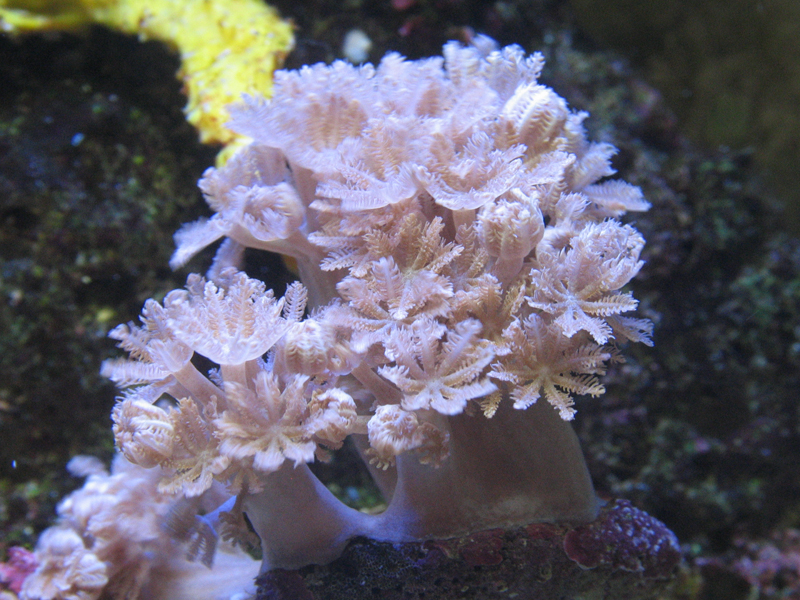 Фото из открытого источника