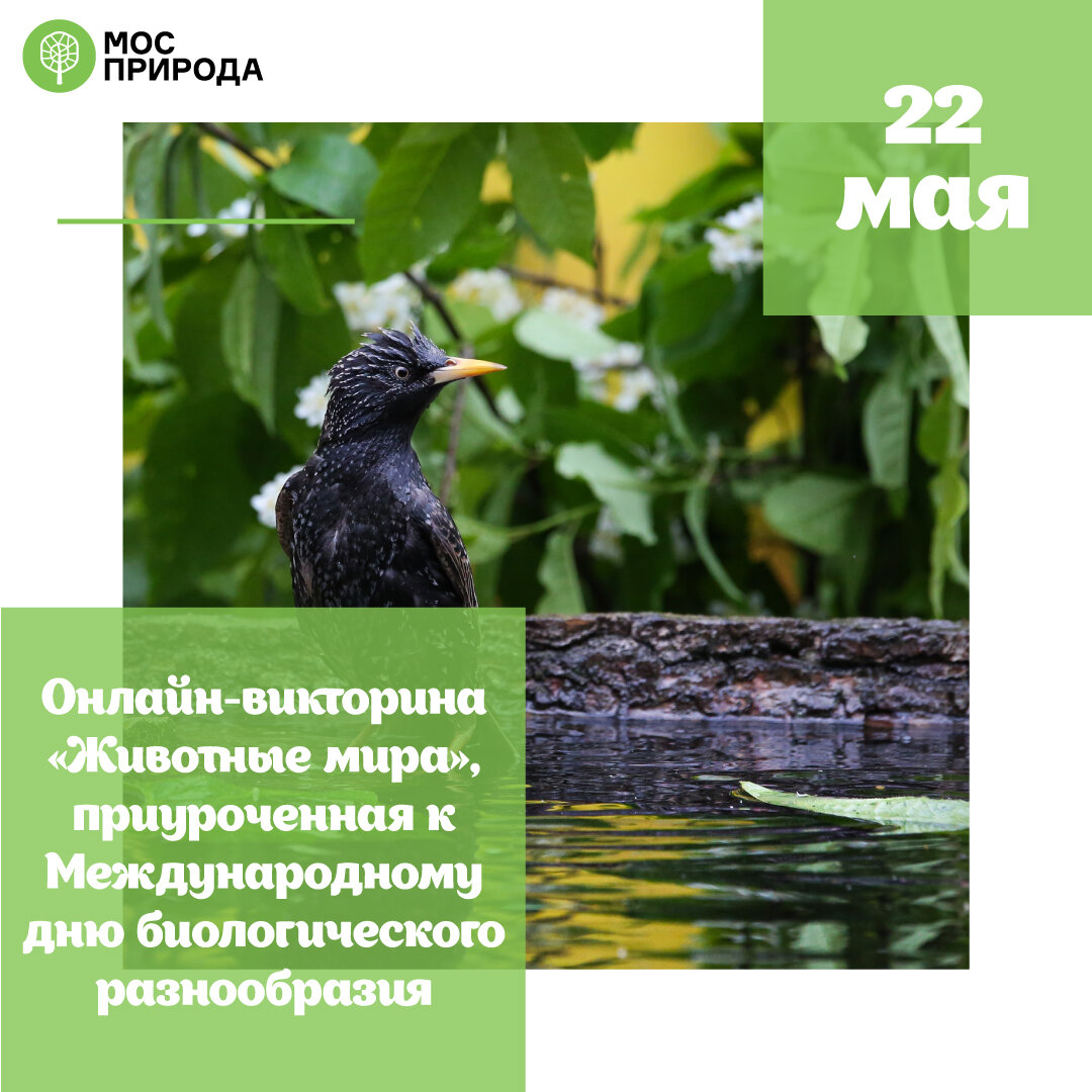 Международный день биологического разнообразия: Мосприрода проведет  онлайн-викторину “Животные мира” | Природа Москвы | Дзен