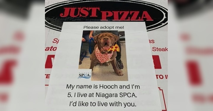 Коробки из-под пиццы с фотографиями и описанием животных