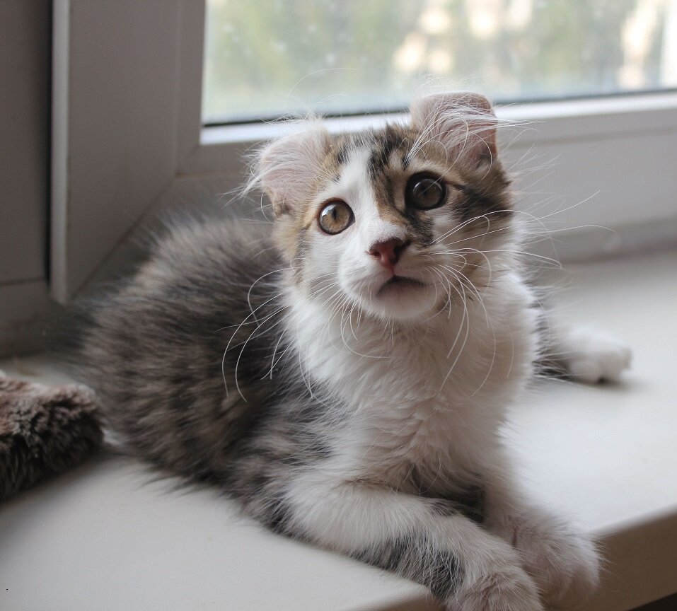 Кастрация котов проводится не ранее 6 месяцев